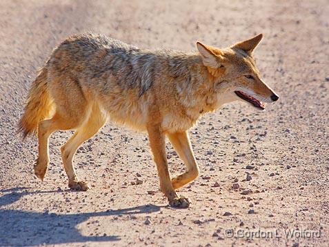 Bosque Coyote_72593.jpg - Coyote (Canis latrans) photographed in the Bosque del Apache National Wildlife Refuge near San Antonio, New Mexico USA. 